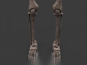 foetus skeleton - pbr 3D Модель