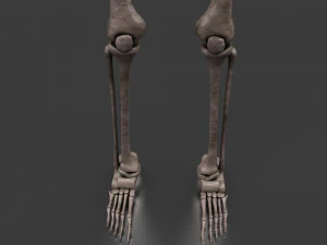 胎児の骨格 - pbr 3Dモデル