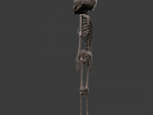 foetus skeleton - pbr 3D Модель