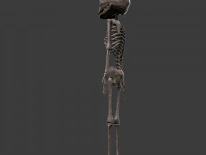 胎児の骨格 - pbr 3Dモデル