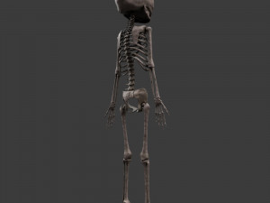 foetus skeleton - pbr 3D Модель