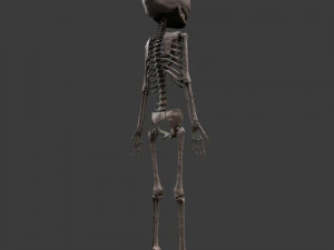 胎児の骨格 - pbr 3Dモデル