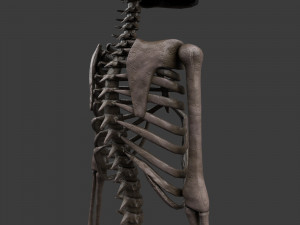 foetus skeleton - pbr 3D Модель