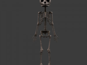 foetus skeleton - pbr 3D Модель
