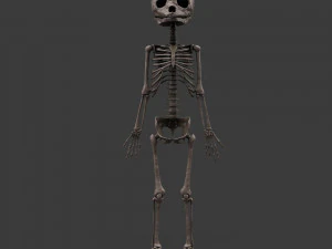 胎児の骨格 - pbr 3Dモデル