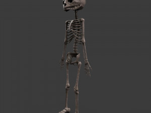 foetus skeleton - pbr 3D Модель
