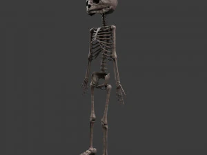 胎児の骨格 - pbr 3Dモデル