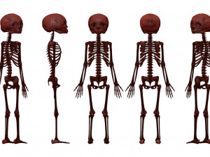 foetus skeleton - pbr 3D Модель
