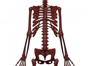 foetus skeleton - pbr 3D Модель