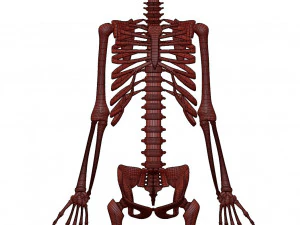 胎児の骨格 - pbr 3Dモデル