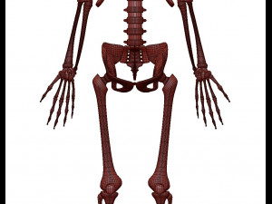 foetus skeleton - pbr 3D Модель