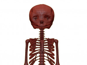foetus skeleton - pbr 3D Модель