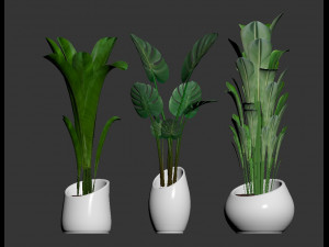 plants collection 03 3D Model