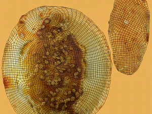 Biscoito 04 Modelo 3D