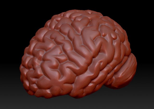 anatomical human brain model 3D 模型 .c4d .max .obj .3ds .fbx .stl .blend 