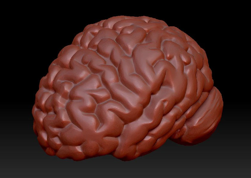 anatomical human brain model 3D Model .c4d .max .obj .3ds .fbx .stl .blend 