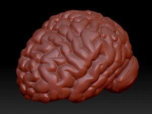 anatomical human brain model 3D मॉडल