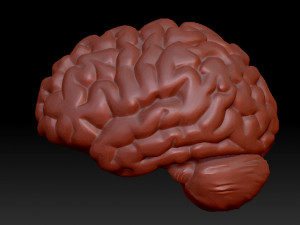 anatomical human brain model 3D 模型