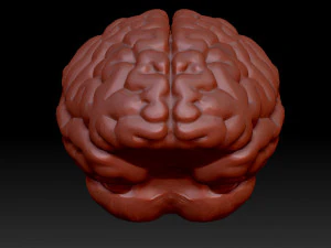 anatomical human brain model 3D Model