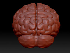 anatomical human brain model 3D 模型