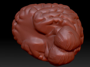 anatomical human brain model 3D 模型