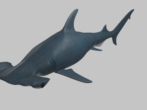 Hammer Head Shark 3Dモデル