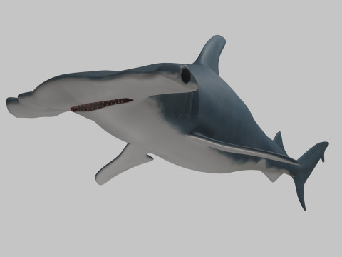 Hammer Head Shark 3D 模型