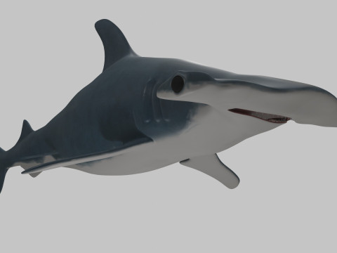 Hammer Head Shark 3D 模型