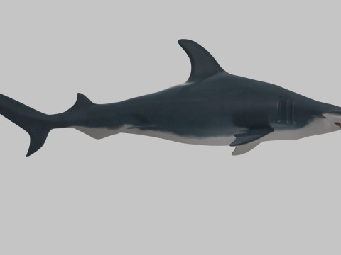 Hammer Head Shark 3D 模型