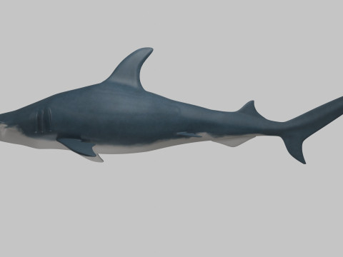 Hammer Head Shark 3D 模型