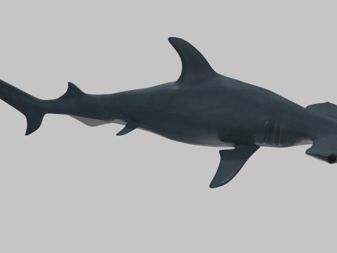 Hammer Head Shark 3D 模型