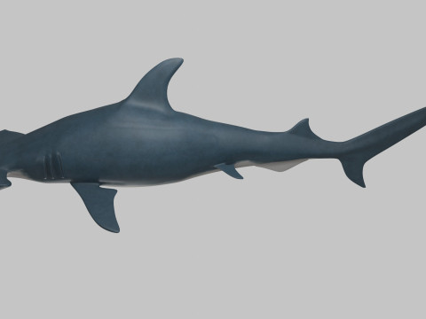 Hammer Head Shark 3D 模型