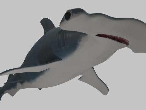 Hammer Head Shark 3D 模型