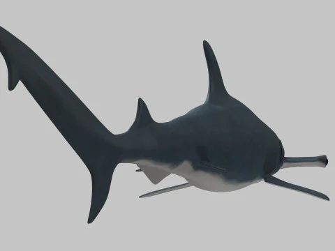 Rekin z głową młota Model 3D