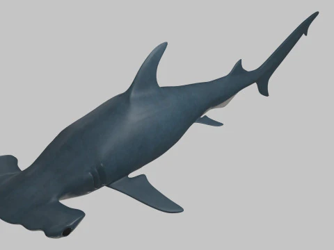 Rekin z głową młota Model 3D