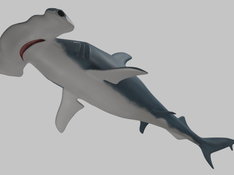 Hammer Head Shark 3D 模型