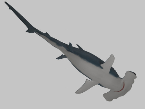 Hammer Head Shark 3D 模型
