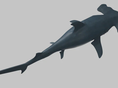 Rekin z głową młota Model 3D