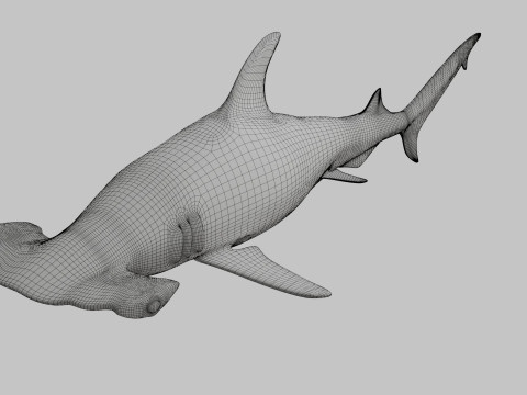 Hammer Head Shark 3D 模型