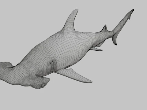 Rekin z głową młota Model 3D