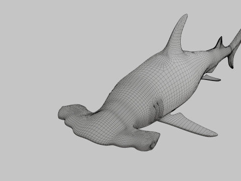 Hammer Head Shark 3D 模型