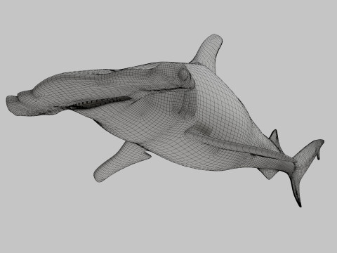 Hammer Head Shark 3D 模型