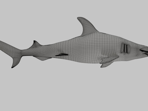 Hammer Head Shark 3D 模型