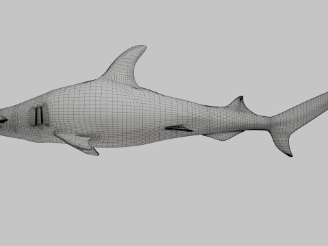 Hammer Head Shark 3D 模型