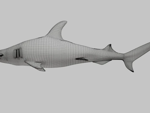 Rekin z głową młota Model 3D