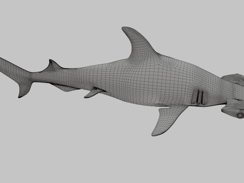 Hammer Head Shark 3D 模型