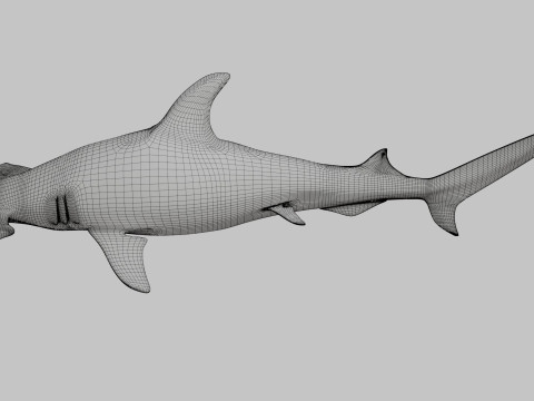 Hammer Head Shark 3D 模型