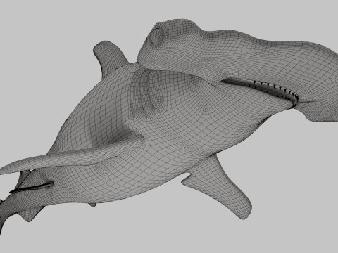 Hammer Head Shark 3D 模型
