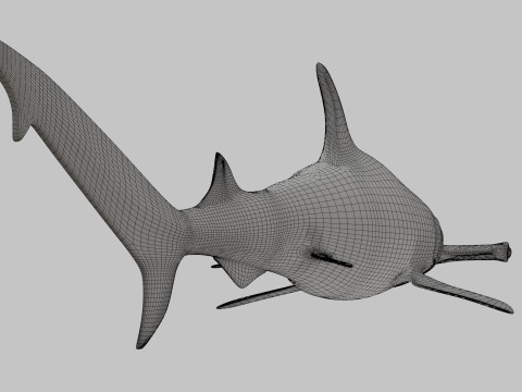 Hammer Head Shark 3D 模型