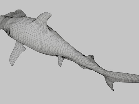 Hammer Head Shark 3D 模型